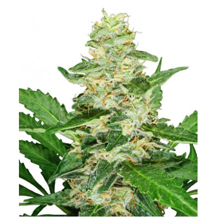 Super Skunk Auto